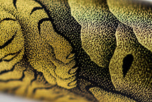 Load image into Gallery viewer, Close up of paws of the tiger.
