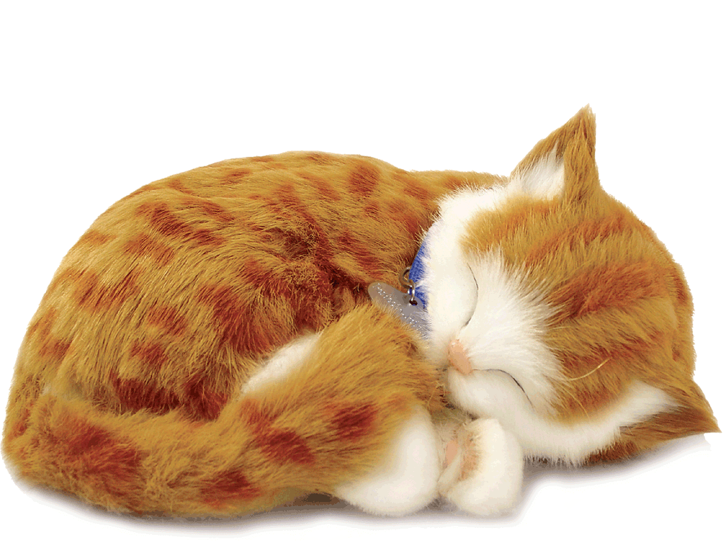 PERFECT PETZZZZ